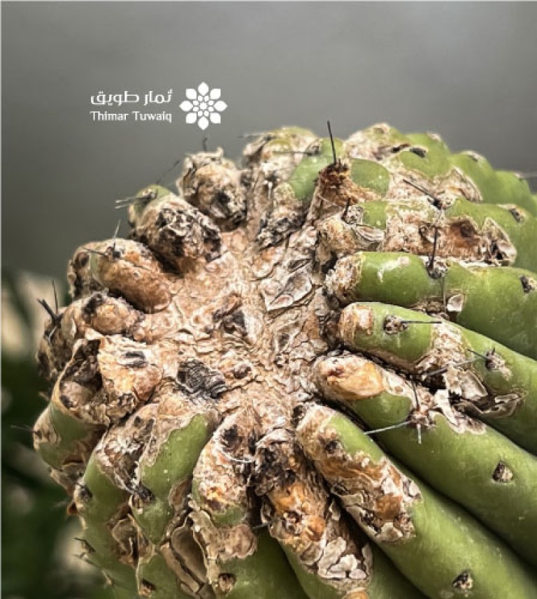 Common Cactus Diseases and Their Treatment: A Guide from Thimar Tuwaiq |  Articles | Thimar tuwaiq